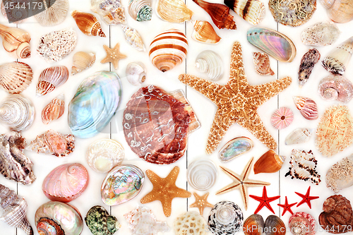 Image of Large Seashell Collection