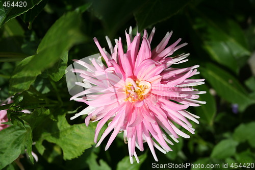 Image of Dahlia flower