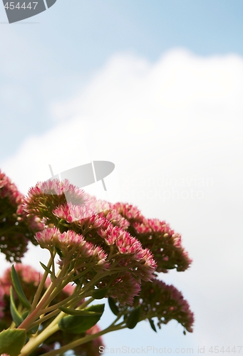 Image of Pink flower
