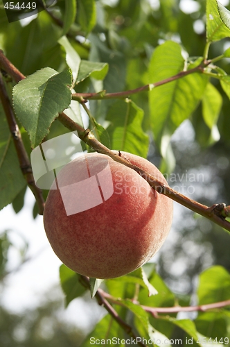 Image of Peach