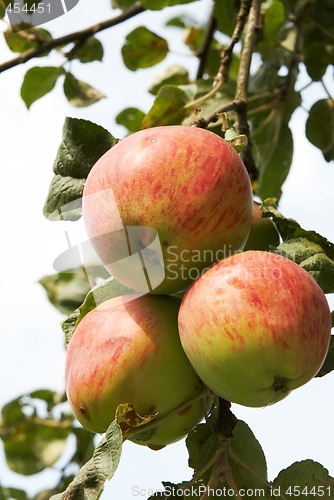 Image of Three apple