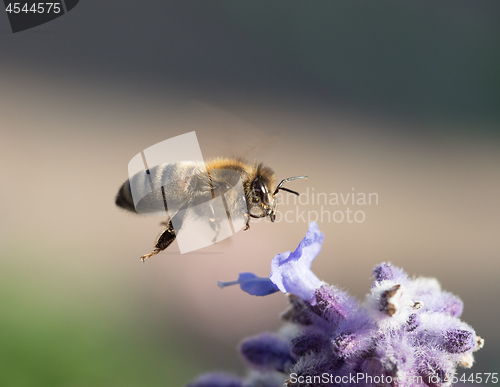 Image of Honey Bee in Flight