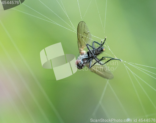 Image of Fly in Web