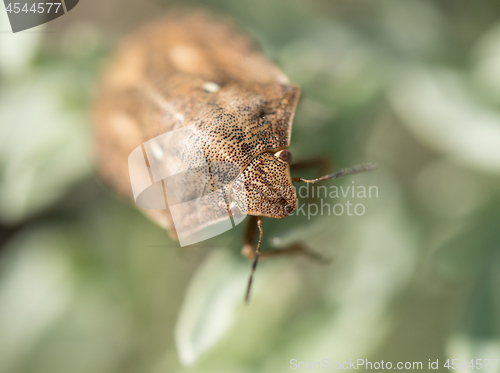 Image of Tortoise Shield Bug