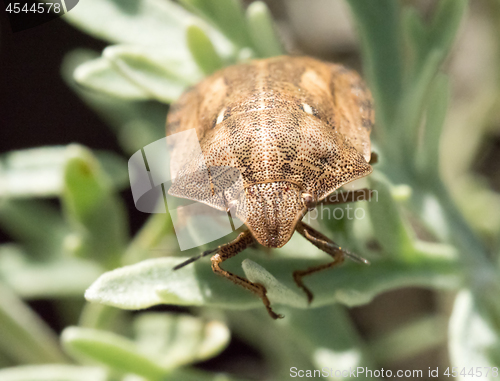 Image of Tortoise Shield Bug