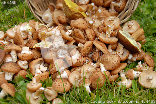 Image of Mushrooms in grass