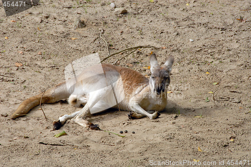 Image of An eastern grey kangaroo