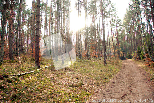 Image of road in forest