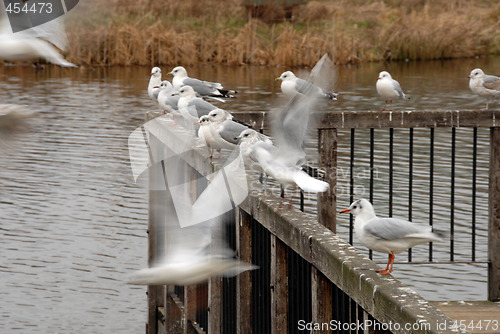 Image of gulls