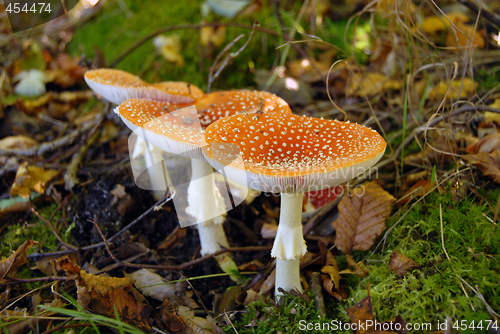 Image of Mushrooms in forest