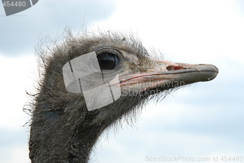 Image of ostrich