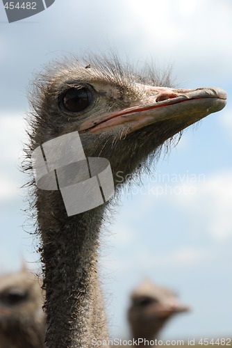 Image of ostrich