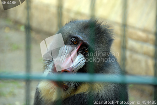 Image of sad monkey