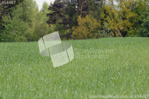 Image of young wheat