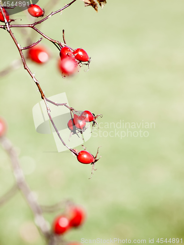 Image of red rose hip