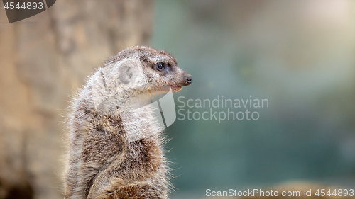 Image of funny ground squirrel