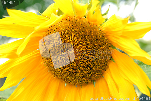 Image of sunflower