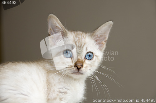 Image of Kitten