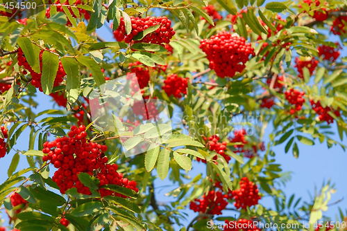 Image of Rowan berries