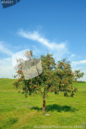 Image of Rowan tree