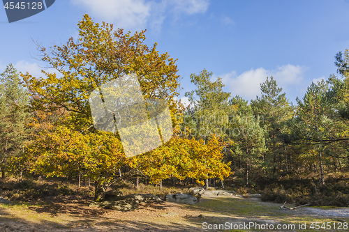 Image of Autumn Scene in Fontainebleau Forest