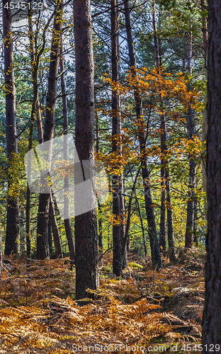 Image of Autumn Scene in Fontainebleau Forest