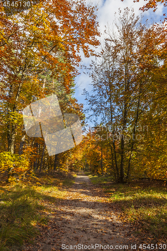 Image of Footpath in a Forest in Autumn