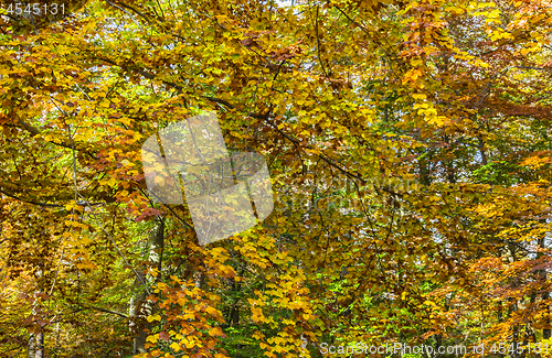 Image of Detail in a Yellow Autumn Forest