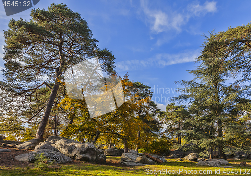 Image of Autumn Scene in Fontainebleau Forest