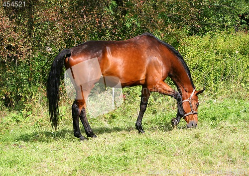 Image of Brown Horse