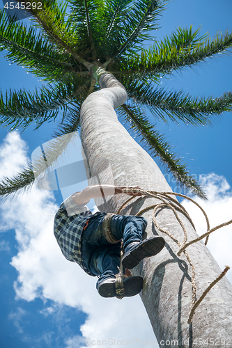 Image of Adult male climbs coconut tree to get coco nuts