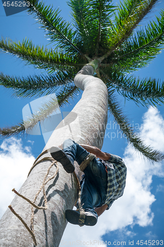 Image of Adult male climbs coconut tree to get coco nuts