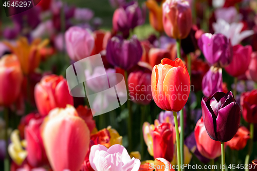 Image of Blooming tulips flowerbed in Keukenhof flower garden, Netherland