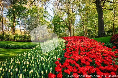 Image of Blooming tulips flowerbeds in Keukenhof flower garden, Netherlan