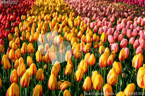 Image of Blooming tulips flowerbed in Keukenhof flower garden, Netherland