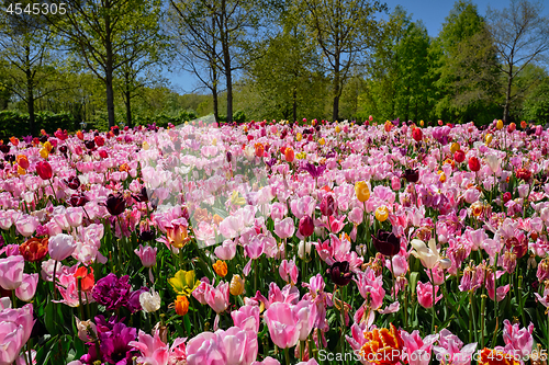 Image of Blooming tulips flowerbed in Keukenhof flower garden, Netherland