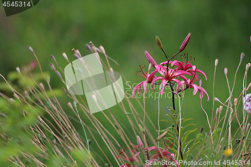 Image of Pink lily in the garden.