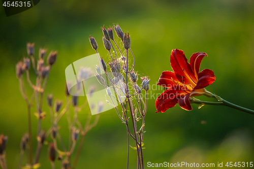 Image of Red Lily in the garden,