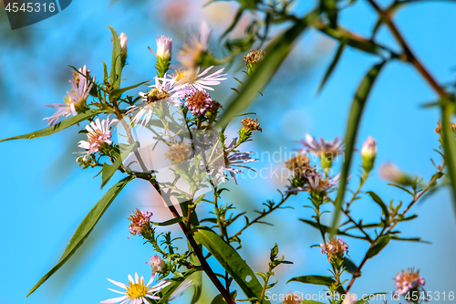 Image of Pink flowers on blue sky.