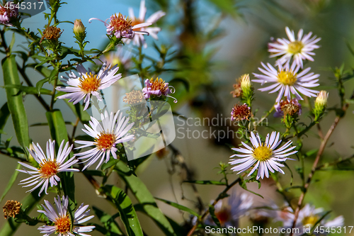 Image of Background of pink nature flowers.