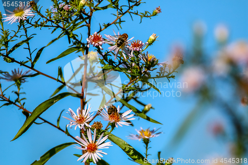 Image of Pink flowers on blue sky.