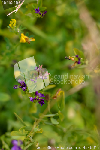 Image of Background of rural flowers on meadow