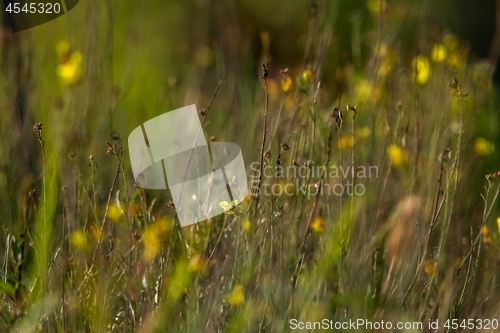 Image of Background of yellow flowers on meadow