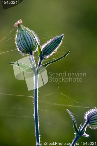 Image of Unblown flower with cobweb on field.