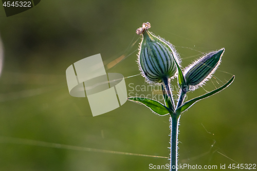 Image of Unblown flower with cobweb on field.