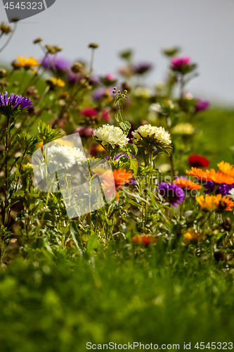 Image of Asters and calendula in garden