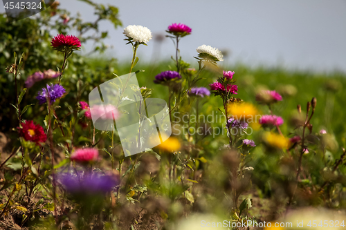 Image of Different colored asters  in garden.