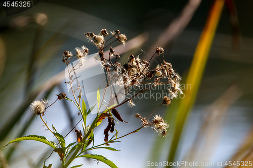 Image of Deflorate rural flower on nature.