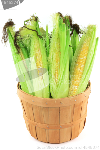 Image of Ears of corn in a bushel. 