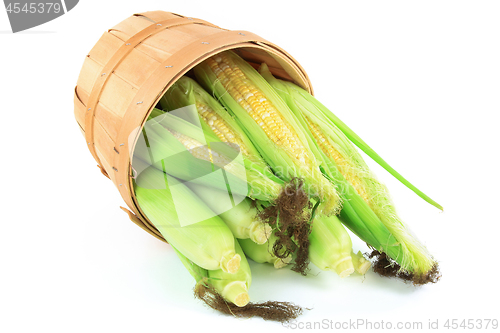 Image of Pile Ears of fresh corn. 